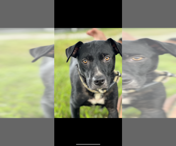 Medium Photo #1 Mutt Puppy For Sale in Abbeville, LA, USA