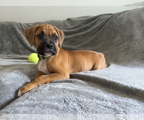 Medium Photo #5 Boxer Puppy For Sale in WEST COLUMBIA, SC, USA