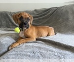 Small Photo #5 Boxer Puppy For Sale in WEST COLUMBIA, SC, USA
