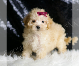 Medium Maltipoo