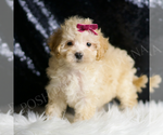Puppy Berry F1 Maltipoo