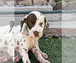 Puppy Puppy 2 Dalmatian