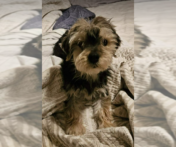 Medium Photo #3 Mutt Puppy For Sale in Cranston, RI, USA