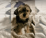 Small #2 Mutt