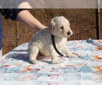 Small Photo #12 Goldendoodle Puppy For Sale in UNION CITY, TN, USA