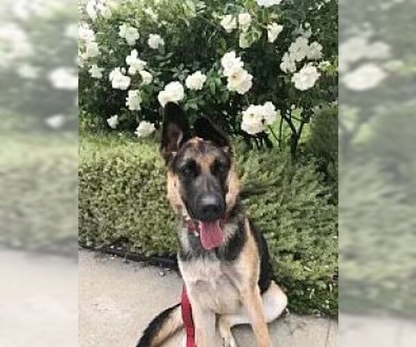 Medium Photo #2 German Shepherd Dog Puppy For Sale in Dana Point, CA, USA