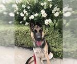 Small #1 German Shepherd Dog