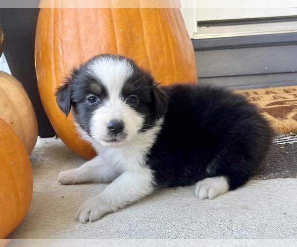Medium Photo #2 Australian Shepherd Puppy For Sale in LODA, IL, USA