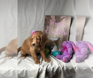 Goldendoodle (Miniature) Puppy for sale in INDIANAPOLIS, IN, USA