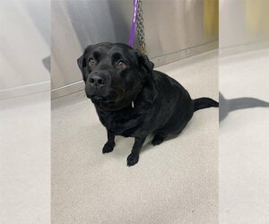 Labrottie Dogs for adoption in Fairbanks, AK, USA