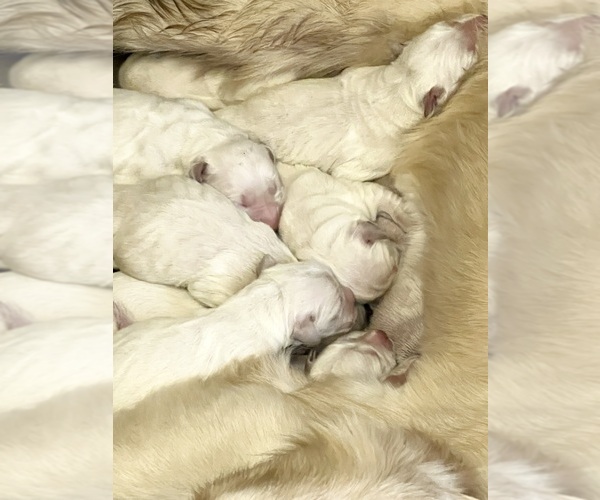 Medium Photo #2 Golden Retriever Puppy For Sale in NEOLA, WV, USA