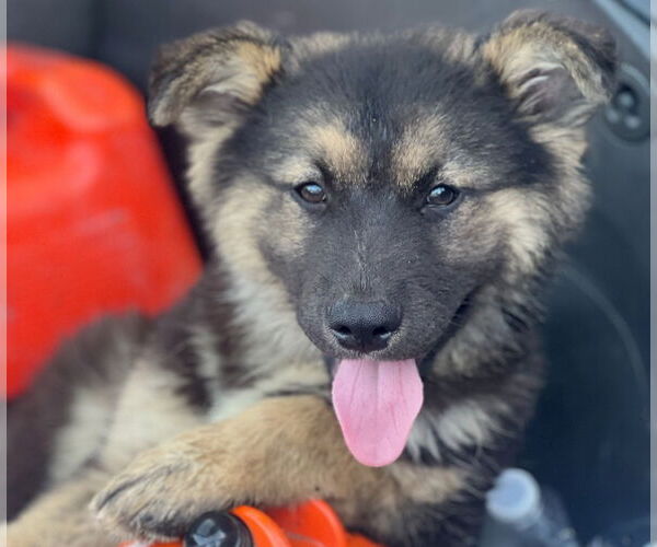 Medium Photo #2 Anatolian Shepherd-Unknown Mix Puppy For Sale in Dana Point, CA, USA