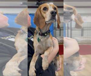Medium Beagle Mix