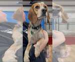 Small Beagle Mix