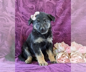 German Shepherd Dog Puppy for sale in LINCOLN UNIVERSITY, PA, USA