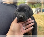 Small #5 Cane Corso-Rottweiler Mix