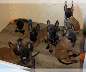 Medium Belgian Malinois