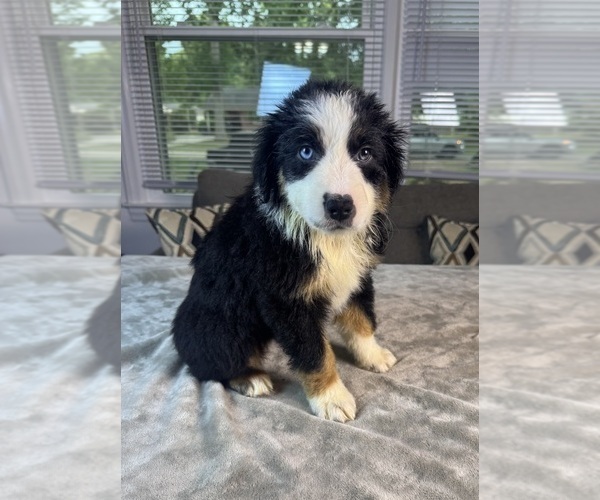 Medium Photo #62 Australian Shepherd Puppy For Sale in SALISBURY, NC, USA