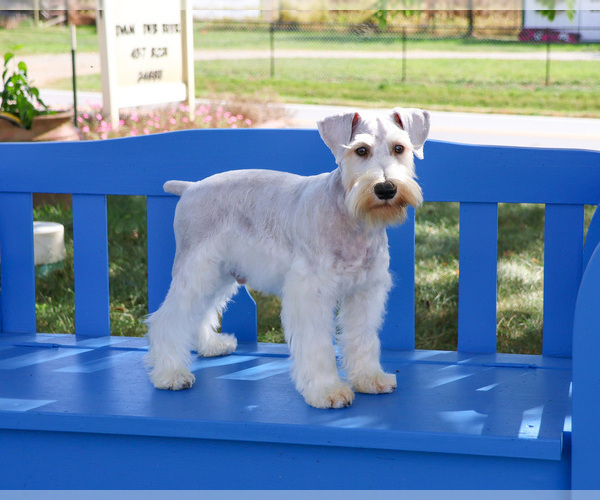 Medium Photo #6 Schnauzer (Miniature) Puppy For Sale in SYRACUSE, IN, USA