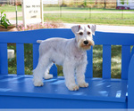 Small #5 Schnauzer (Miniature)