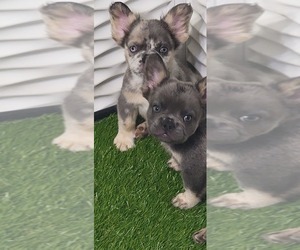 French Bulldog Puppy for sale in SAINT CLOUD, FL, USA