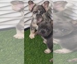 Small French Bulldog