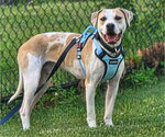 Small #6 American Pit Bull Terrier Mix