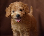 Small Photo #1 Doodle Puppy For Sale in PATERSON, NJ, USA
