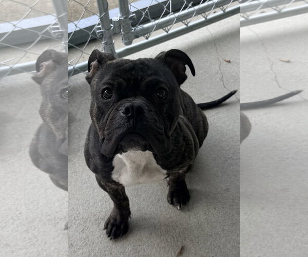 Medium Photo #2 Bulldog-Unknown Mix Puppy For Sale in Raleigh, NC, USA
