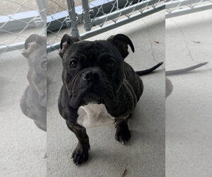 Hicks - Male Bulldog-Unknown Mix Dog for Adoption - Photo #2
