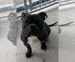 Small Photo #2 Bulldog-Unknown Mix Puppy For Sale in Raleigh, NC, USA