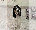Small Treeing Walker Coonhound Mix