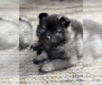 Puppy Lexus Keeshond