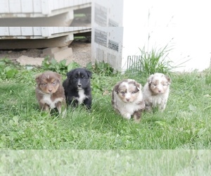 Australian Shepherd Puppy for Sale in FLAT ROCK, Illinois USA