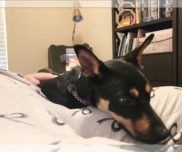 Medium Photo #6 Australian Kelpie-Unknown Mix Puppy For Sale in Lakewood, CO, USA