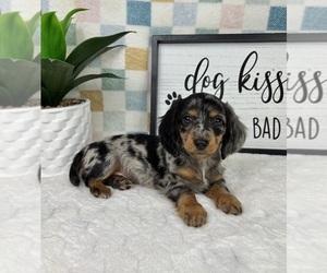 Dachshund Puppy for sale in FRANKLIN, IN, USA