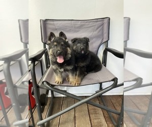 German Shepherd Dog Puppy for sale in MANCHESTER, NH, USA