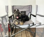 Small Photo #1 German Shepherd Dog Puppy For Sale in MANCHESTER, NH, USA