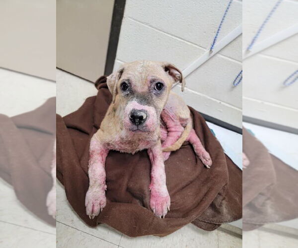 Medium Photo #7 Bulldog-Staffordshire Bull Terrier Mix Puppy For Sale in Thomasville, NC, USA