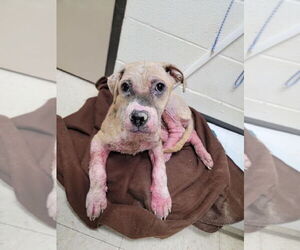 Phoebe - Female Bulldog-Staffordshire Bull Terrier Mix Dog for Adoption - Photo #7