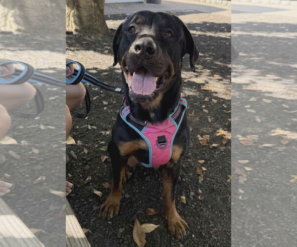 Medium Photo #13 Rottweiler-Unknown Mix Puppy For Sale in Westwood, NJ, USA