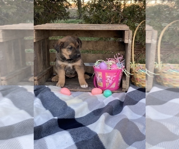 Medium Photo #2 Shepradors Puppy For Sale in KOKOMO, IN, USA