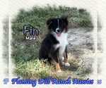 Small Miniature Australian Shepherd