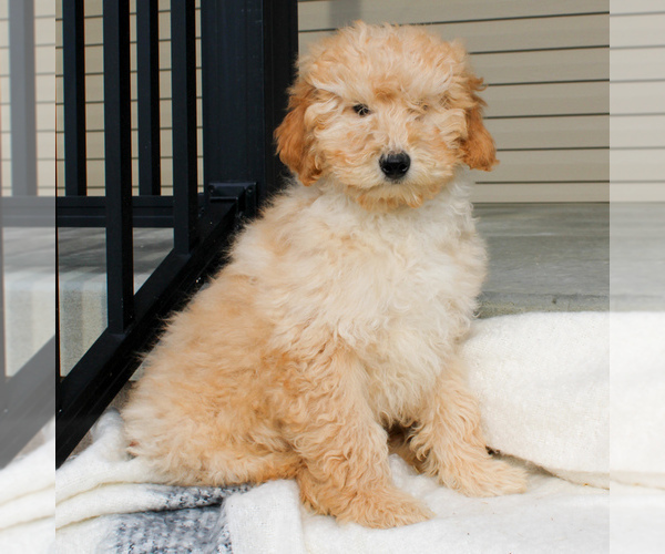 Medium Photo #3 Goldendoodle-Poodle (Miniature) Mix Puppy For Sale in STRASBURG, PA, USA