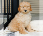 Small Photo #3 Goldendoodle-Poodle (Miniature) Mix Puppy For Sale in STRASBURG, PA, USA