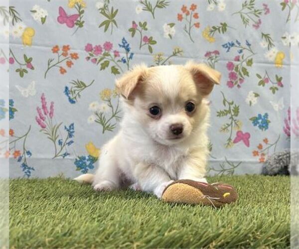 Medium Photo #14 Chihuahua Puppy For Sale in BOSTON, MA, USA