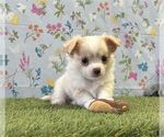 Small #13 Chihuahua