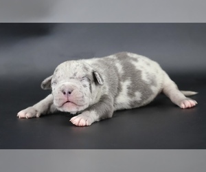 American Bully Puppy for sale in CHAMPAIGN, IL, USA