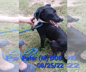 Peter (P pup) - Male Mutt Dog for Adoption - Photo #3