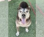 Small #6 American Pit Bull Terrier Mix